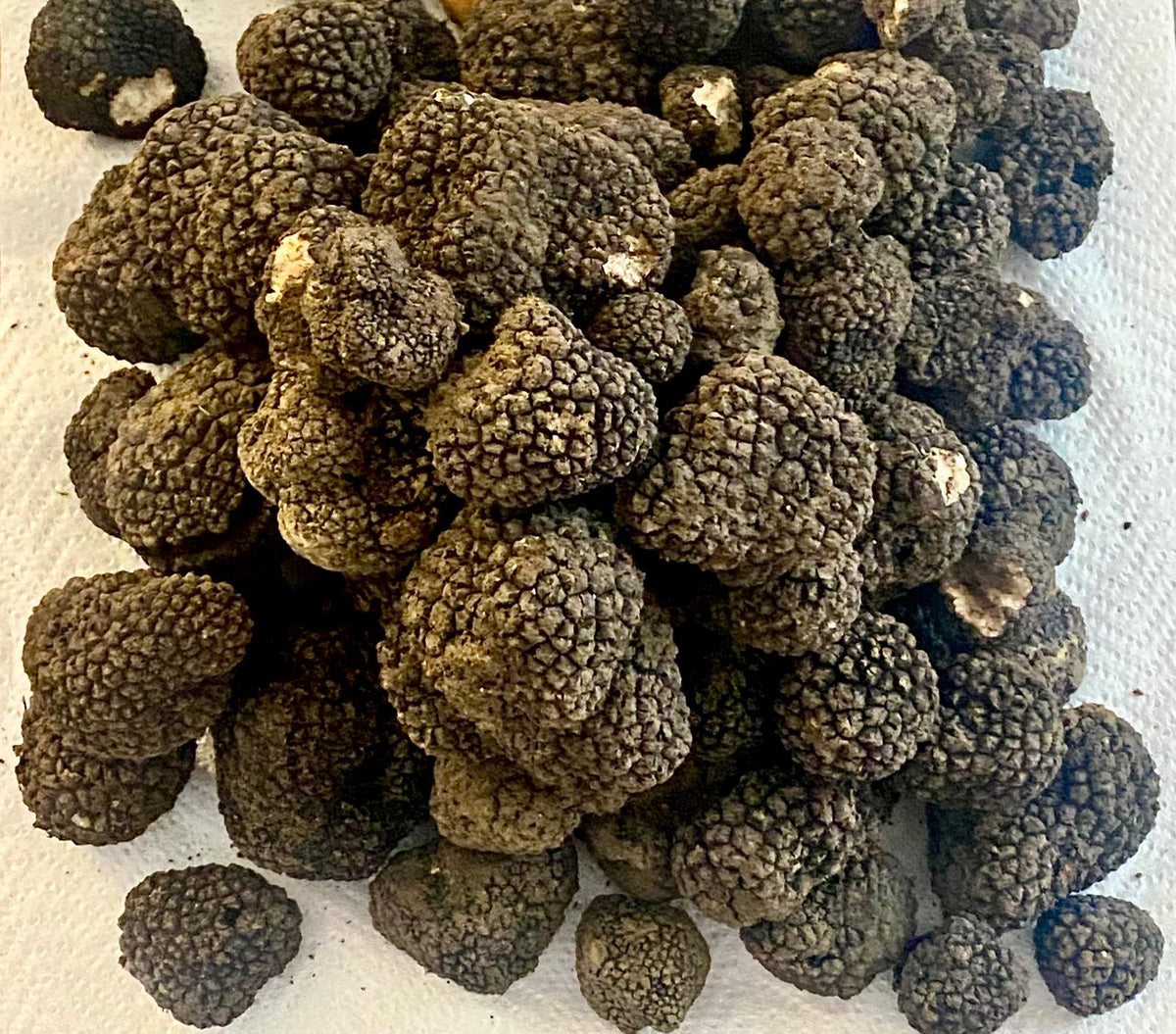 Tartufo nero estivo