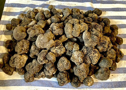 Tartufo nero estivo