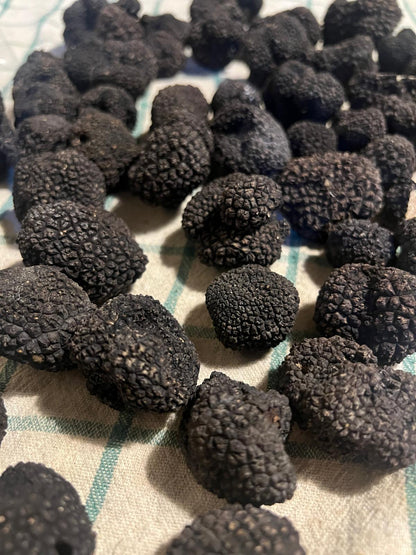 Tartufo nero estivo