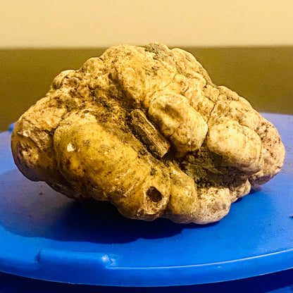 Tartufo Bianco Pregiato